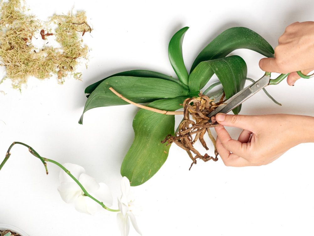 Storczyk rozmnażanie