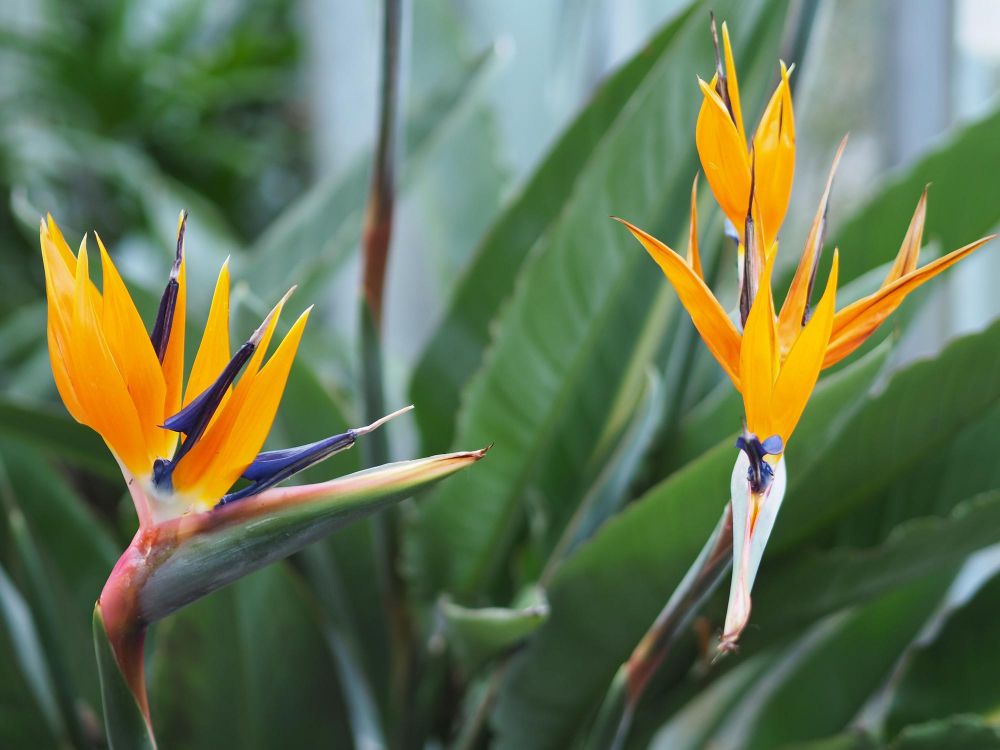 Strelicja królewska