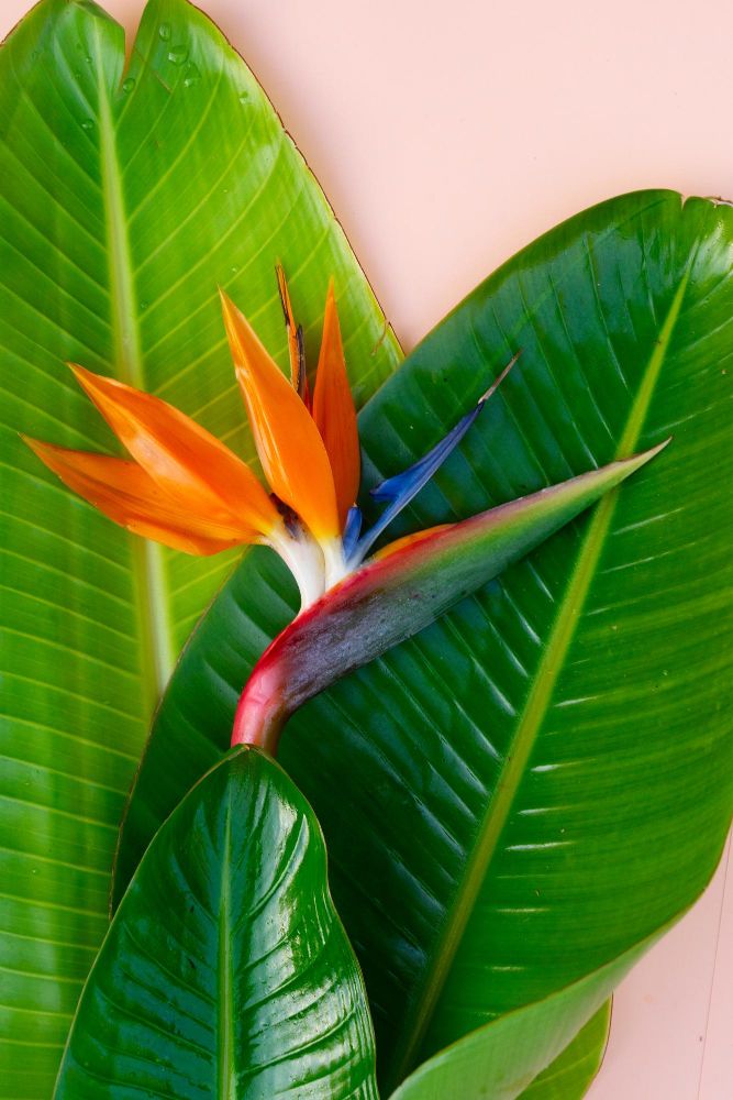 Strelicja z dużymi liśćmi