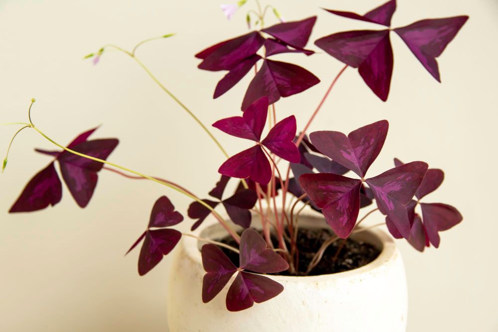 Szczawik trójkątny