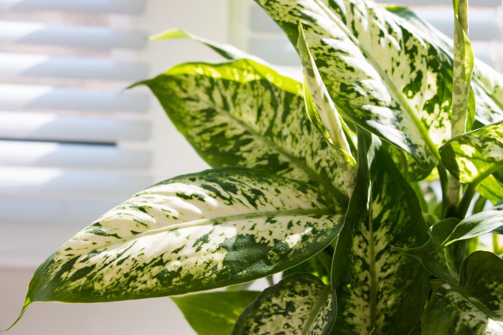 Szkodliwe kwiaty doniczkowe w sypialni