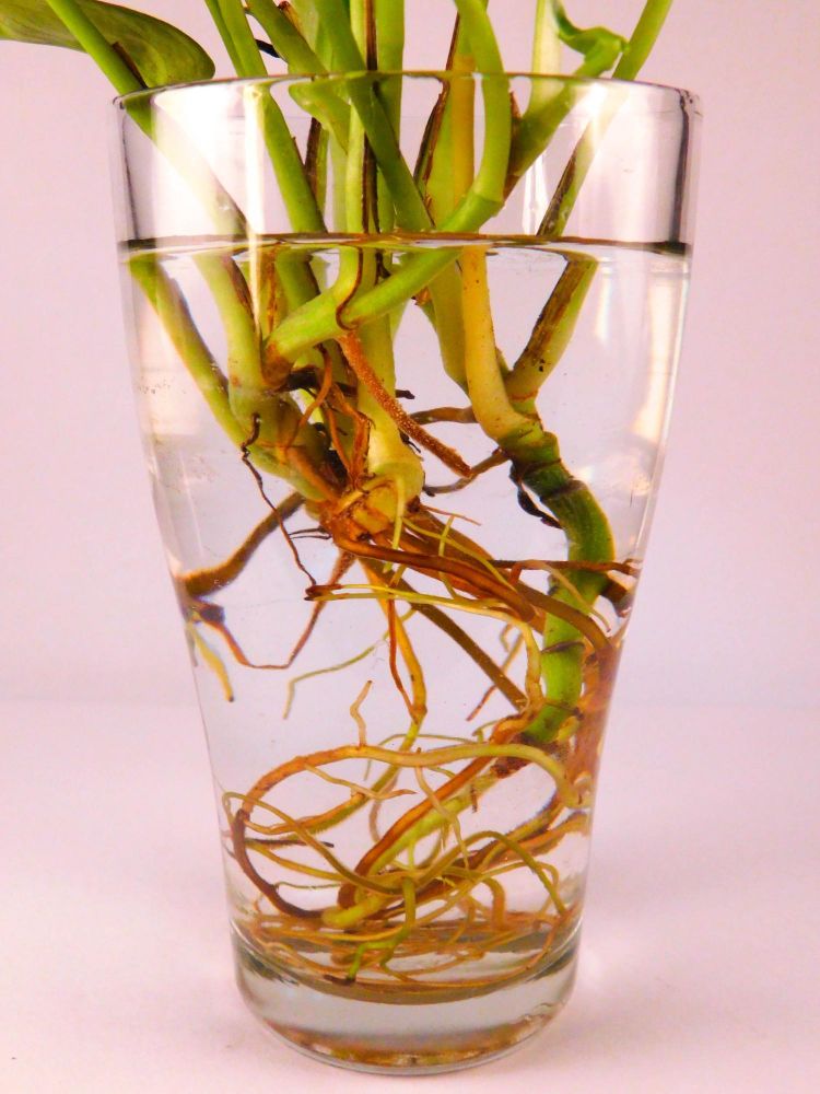 Ukorzenianie roślin