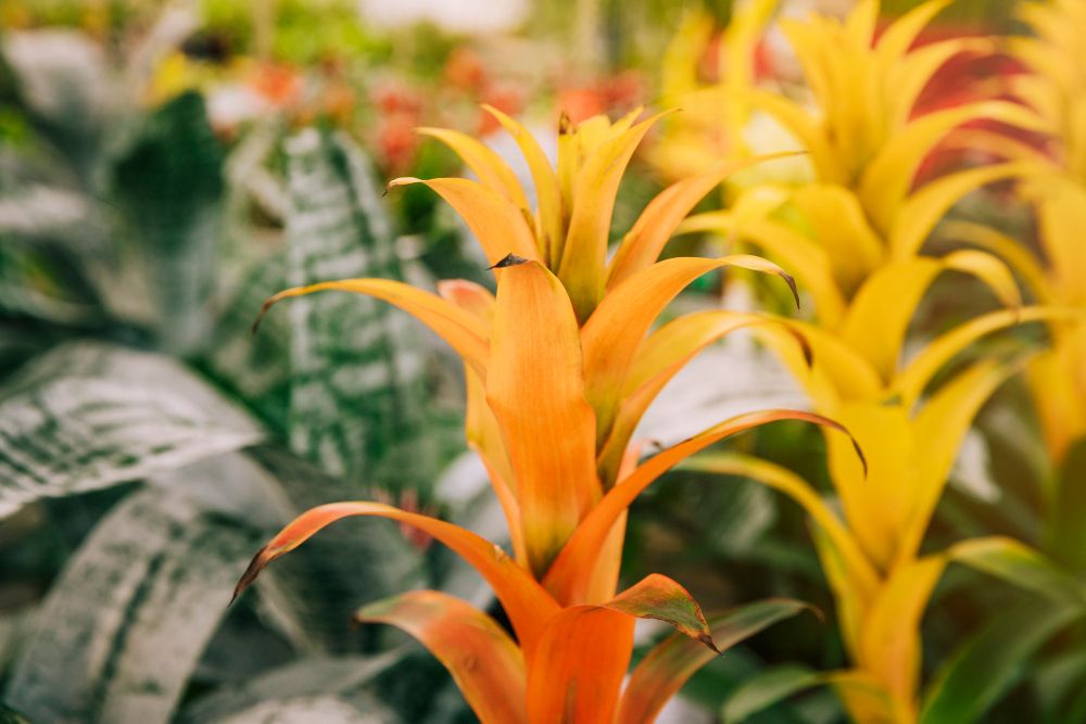 Żółta bromelia