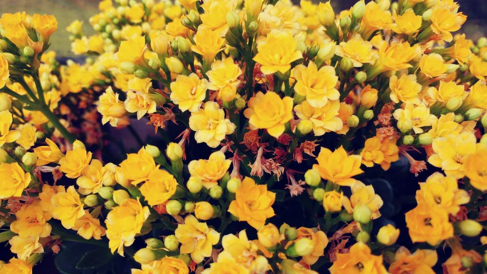 Żółte kwiaty doniczkowe