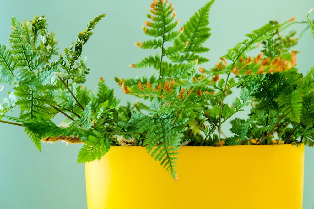 Dlaczego paprotka usycha