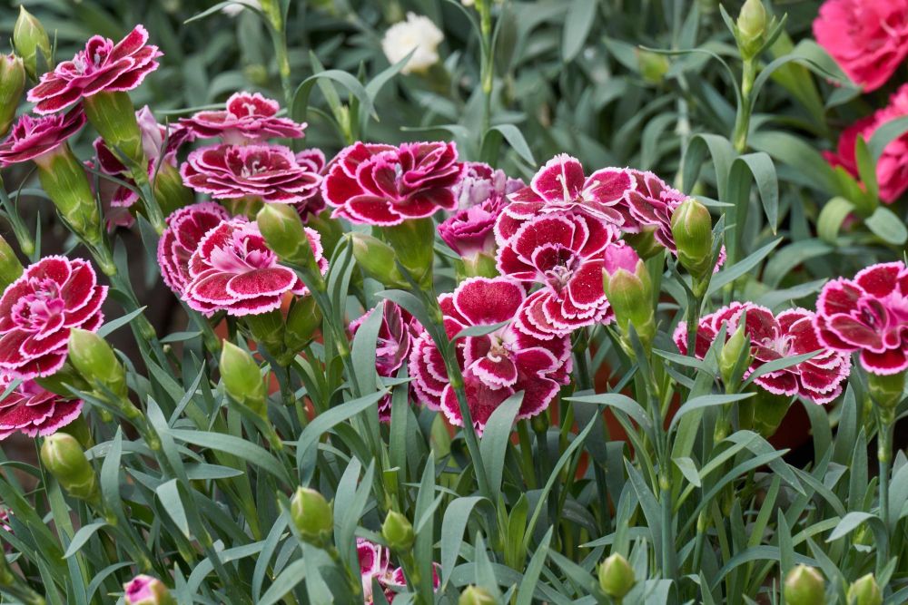 Goździk brodaty we wrześniu