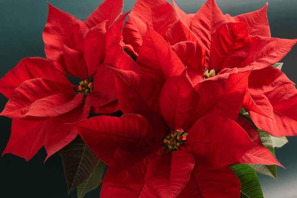 Gwiazda betlejemska poinsecja