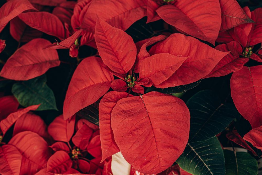 Gwiazda betlejemska wymagania