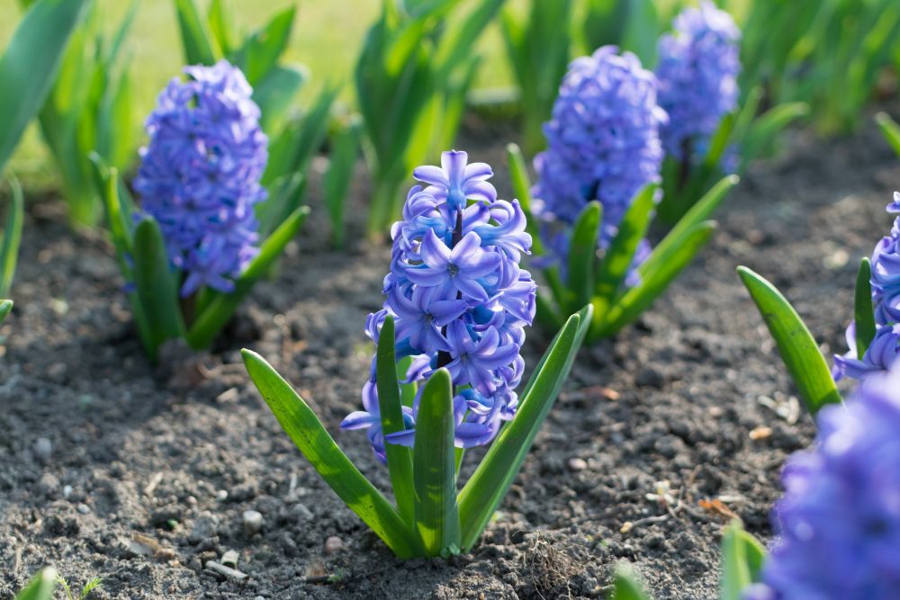 Hiacynt we wrześniu