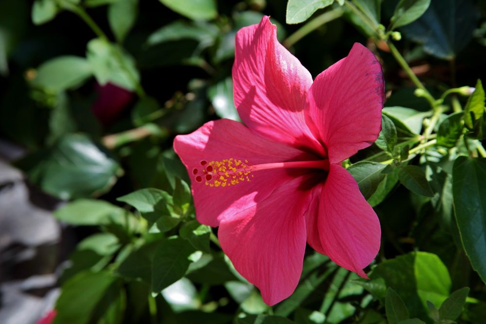 Hibiskus ogrodowy