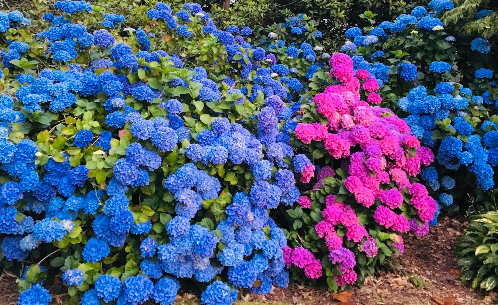 Hortensja w ogrodzie