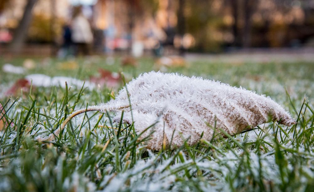 Jak przygotować trawnik przed zimą