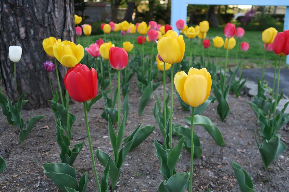 Kiedy sadzić tulipany do gruntu
