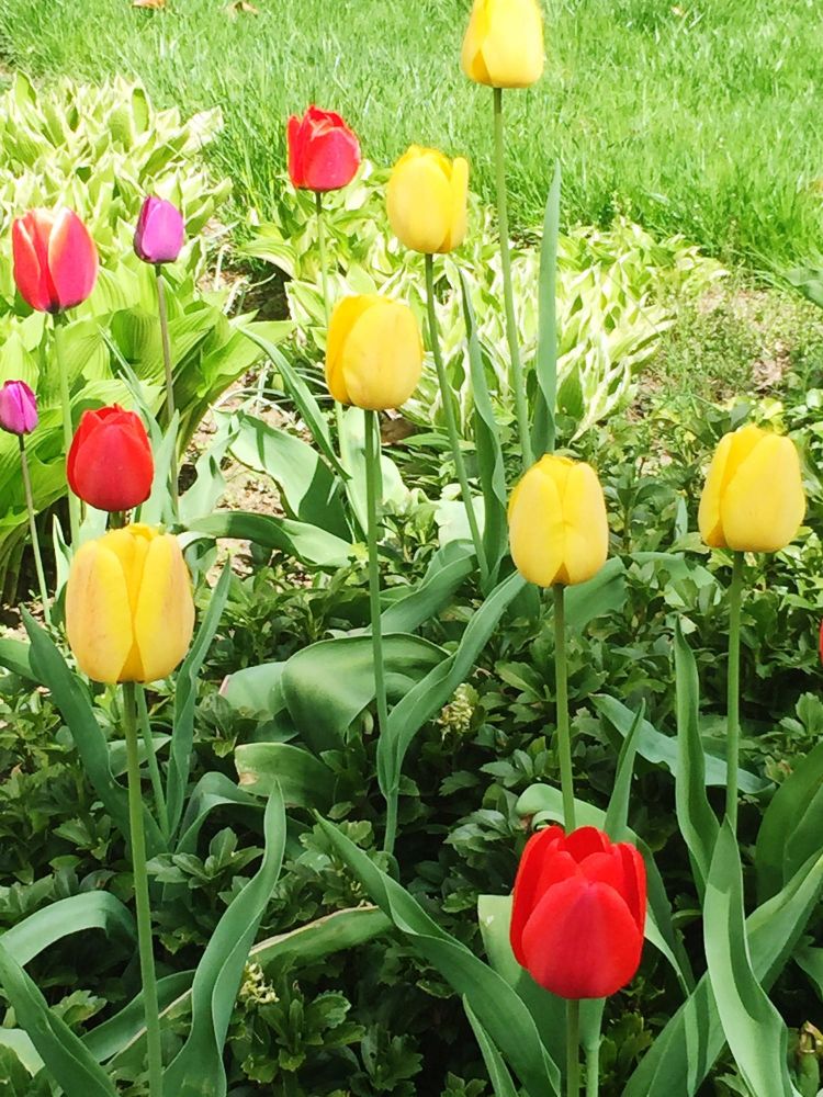 Kiedy sadzić tulipany do ziemi