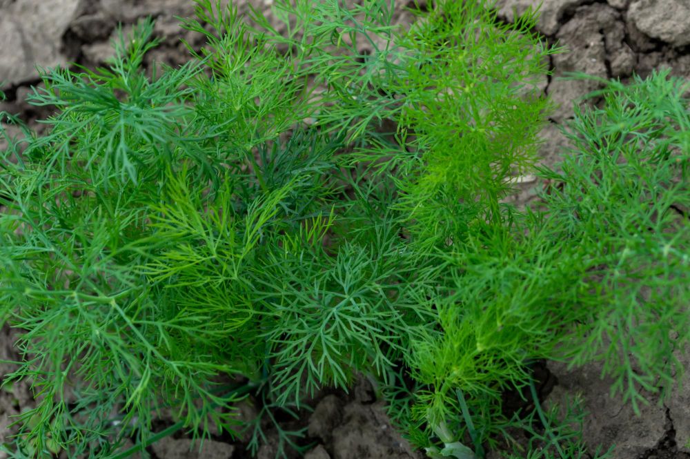 Koperek na polu we wrześniu