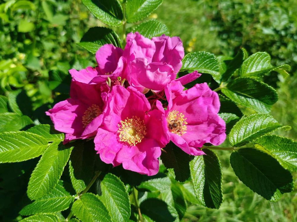 Kwiaty róży pomarszczonej (rosa rugosa)