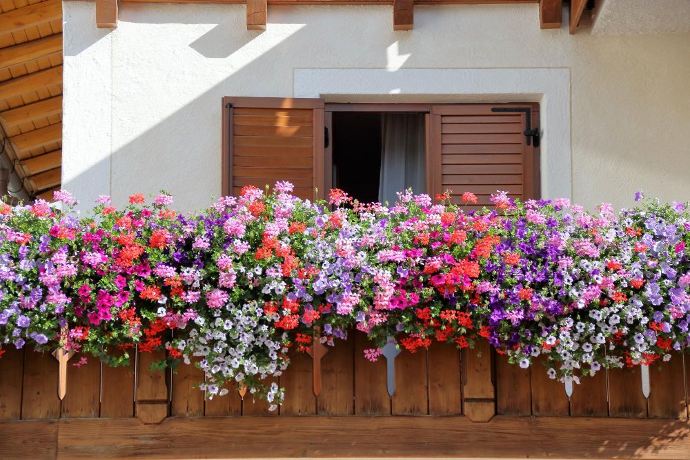 Kwiaty zwisające na balkon