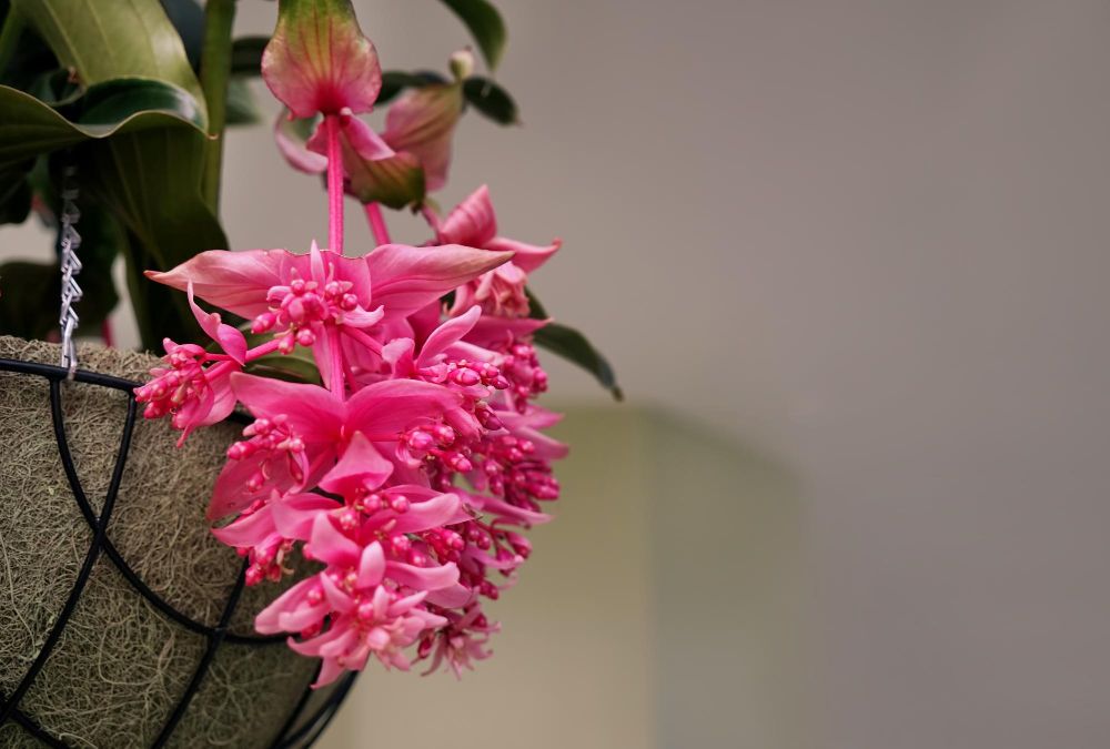 Medinilla magnifica