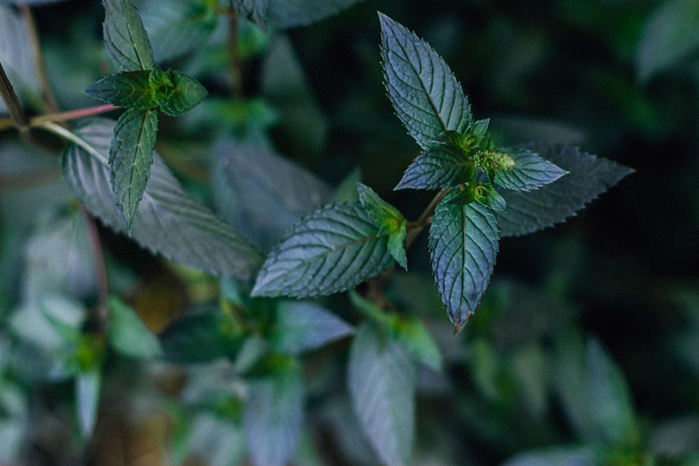 Mięta czekoladowa uprawa