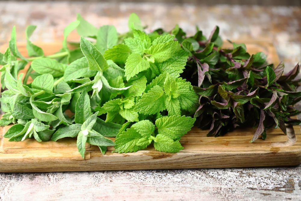 Mięta pieprzowa i mięta czekoladowa