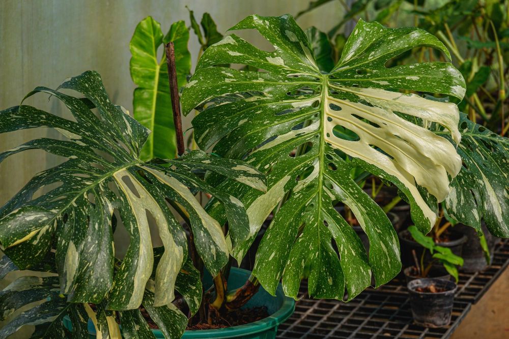 Monstera thai constellation