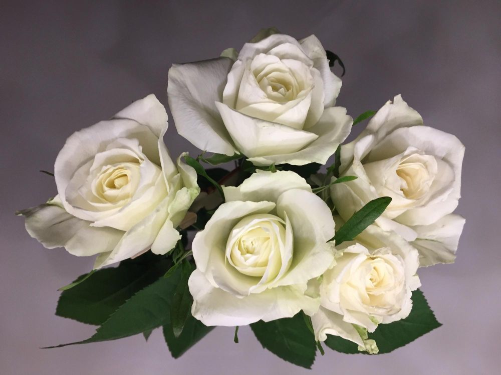 Pięć białych róż znaczenie