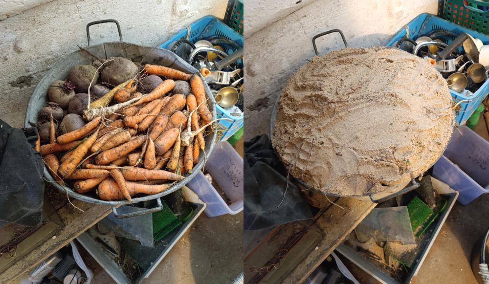 Przechowywanie warzyw w piasku