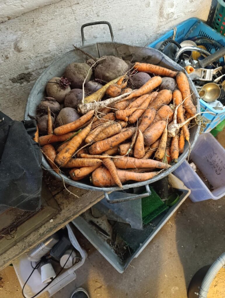 Przechowywanie warzyw zimą w piasku