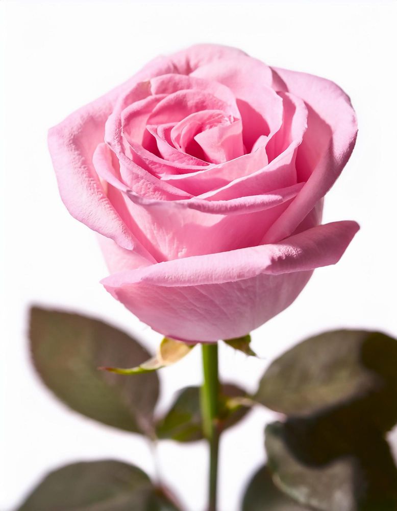 Różowa róża znaczenie