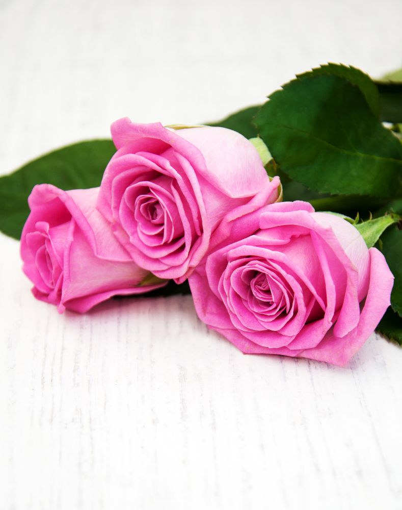 Różowe róże znaczenie