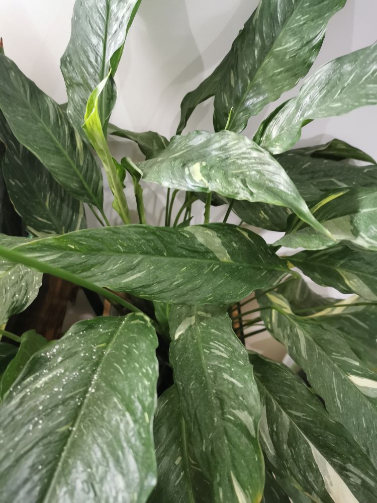 Skrzydłokwiat domino