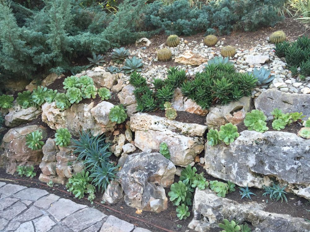 Sukulenty na skalniak
