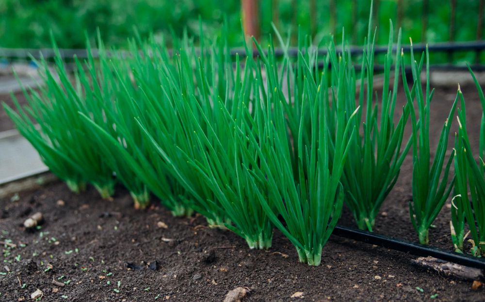 Szczypiorek wrześniowy