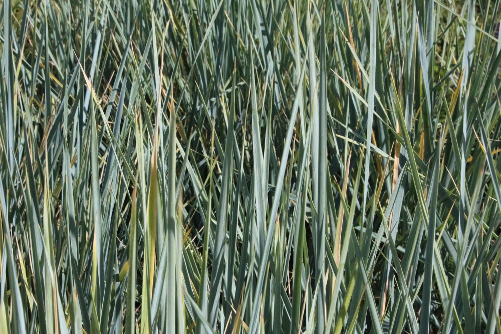 Trawa wydmuchrzyca piaskowa