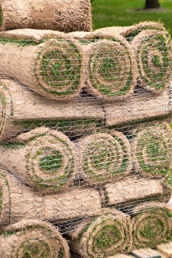 Trawa z rolki producent