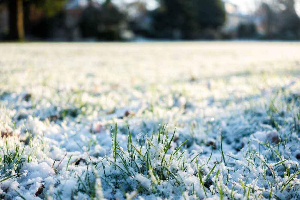 Trawnik zimą