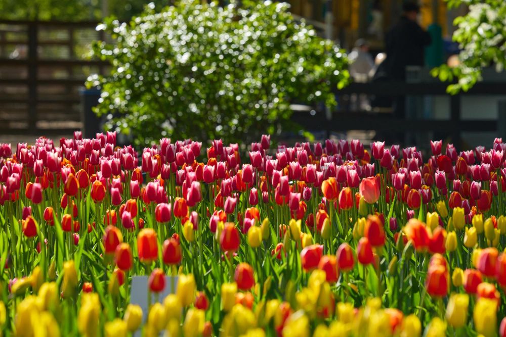 Tulipany kiedy je sadzić