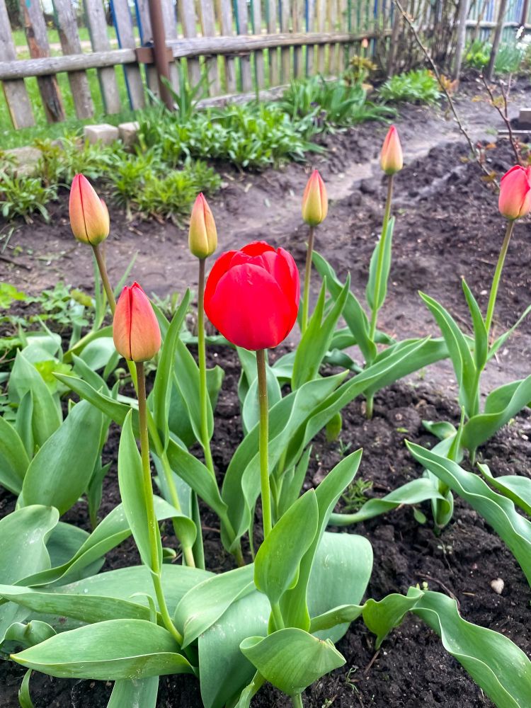 Tulipany w ogrodzie