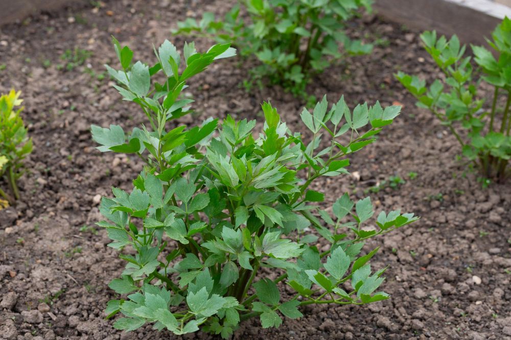 Uprawa lubczyku w ogrodzie