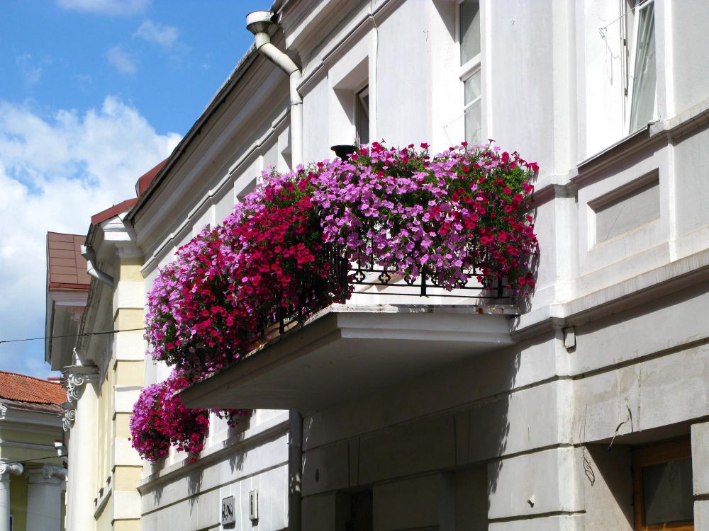 Wiszące kwiaty na balkonie