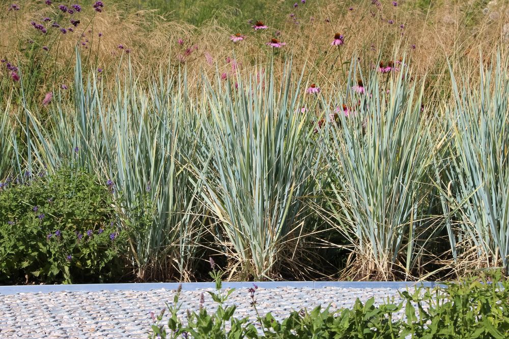 Wydmuchrzyca piaskowa trawa