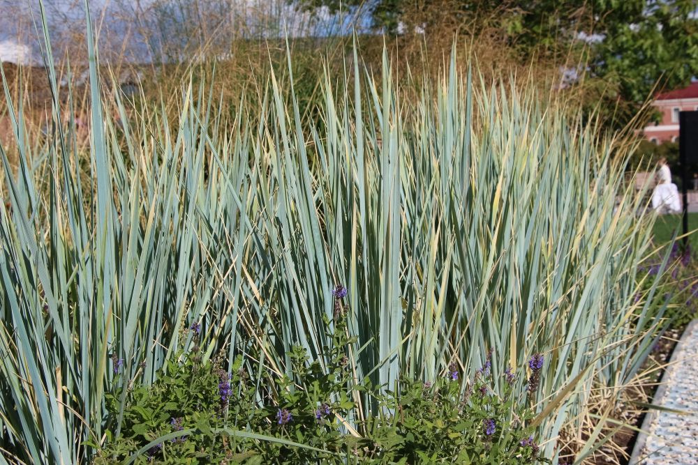 Wydmuchrzyca piaskowa uprawa