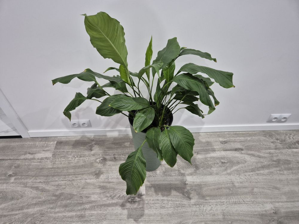 Dlaczego skrzydłokwiat nie kwitnie