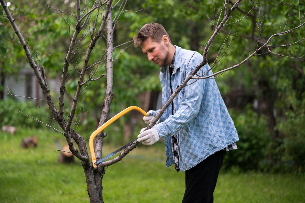 Drzewa owocowe kiedy przycinać