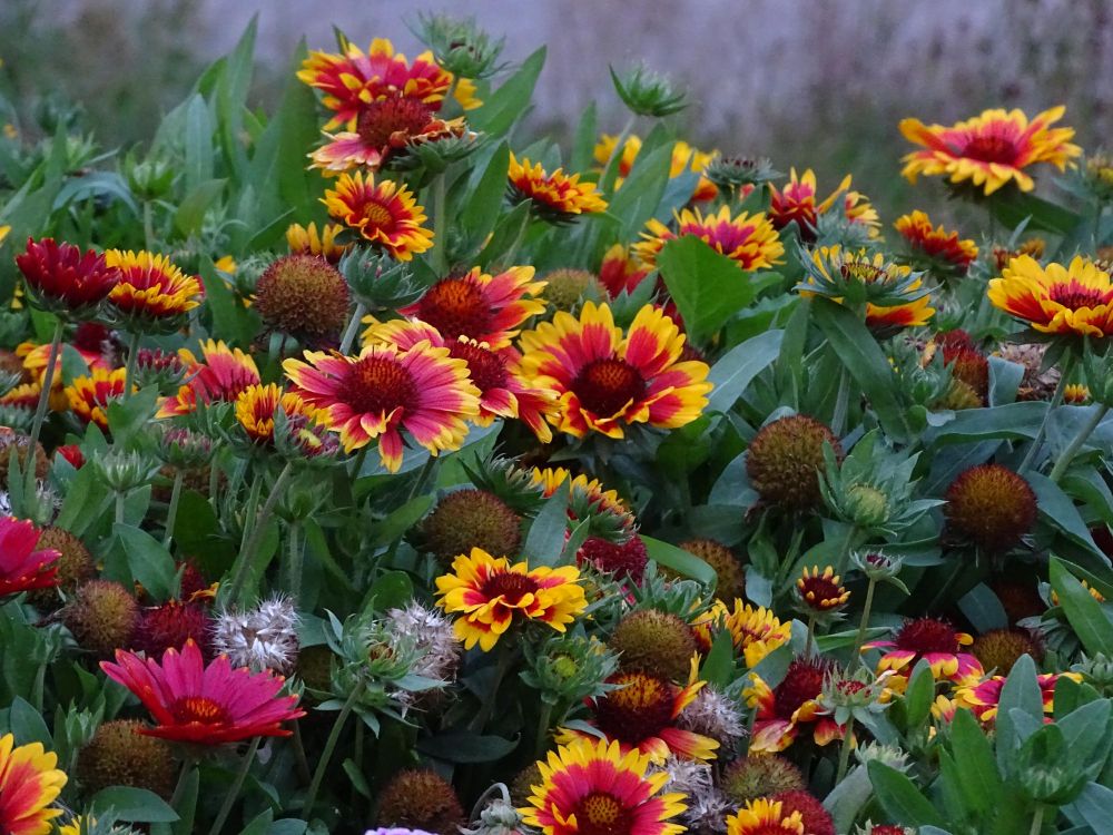 Gailardia długo kwitnąca