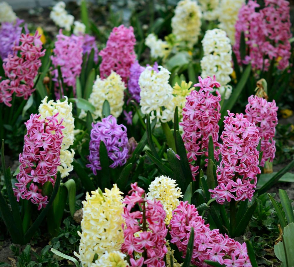 Hiacynt kwiat cebulowy