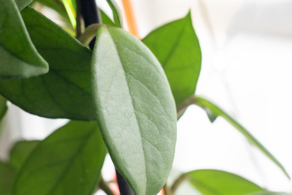 Hoja nie wypuszcza kwiatów