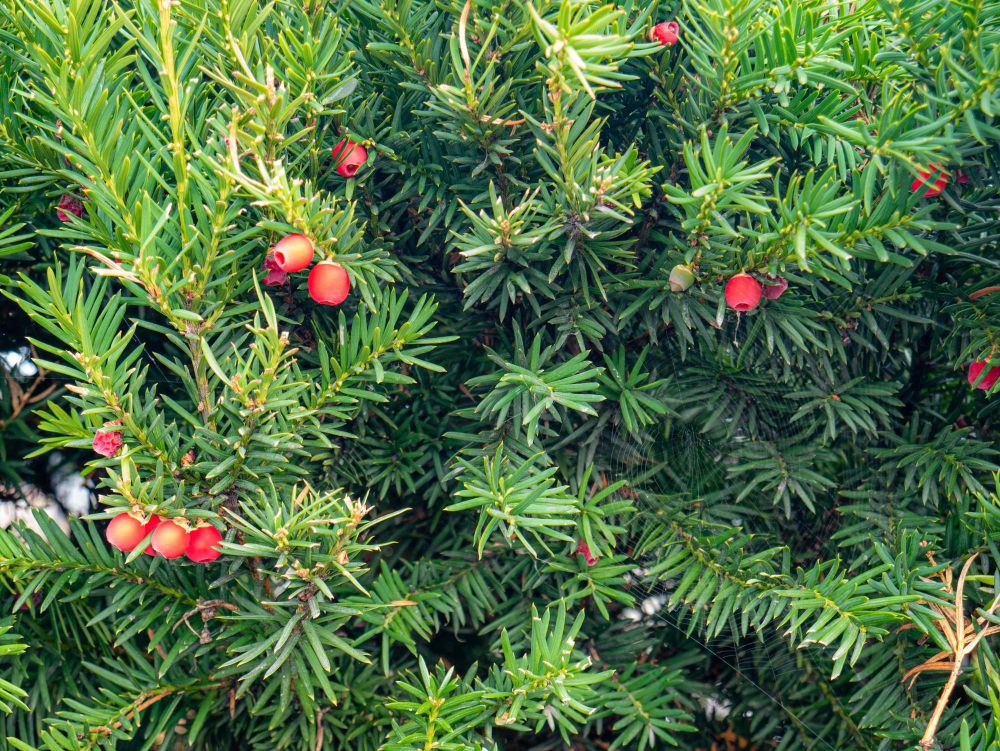 Jaki cis na żywopłot