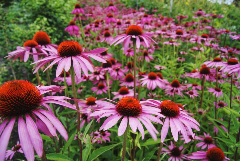 Jeżówka purpurowa w ogrodzie