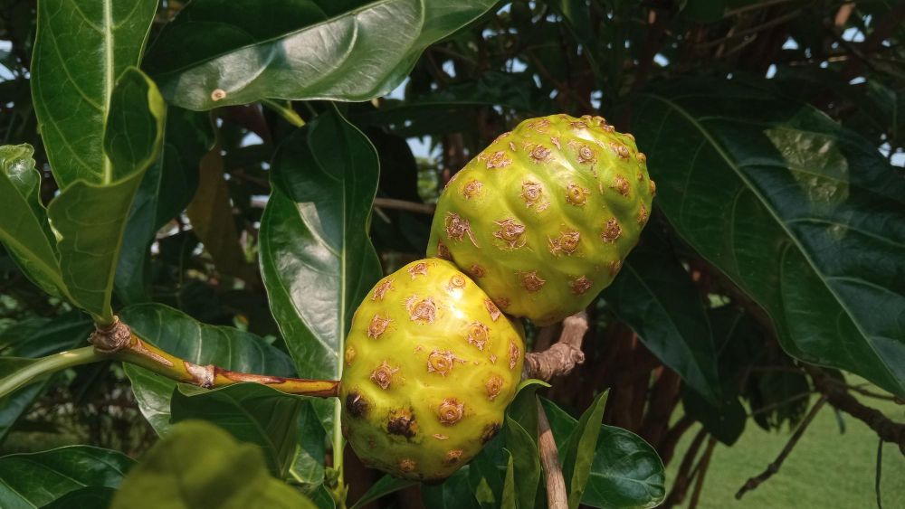 Owoc noni właściwości